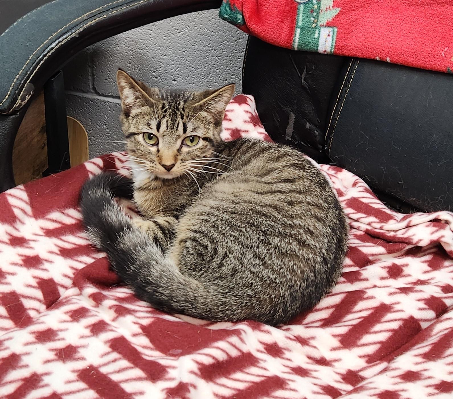 Napoleon, ADOPTABLE, Kitten Male Tabby.