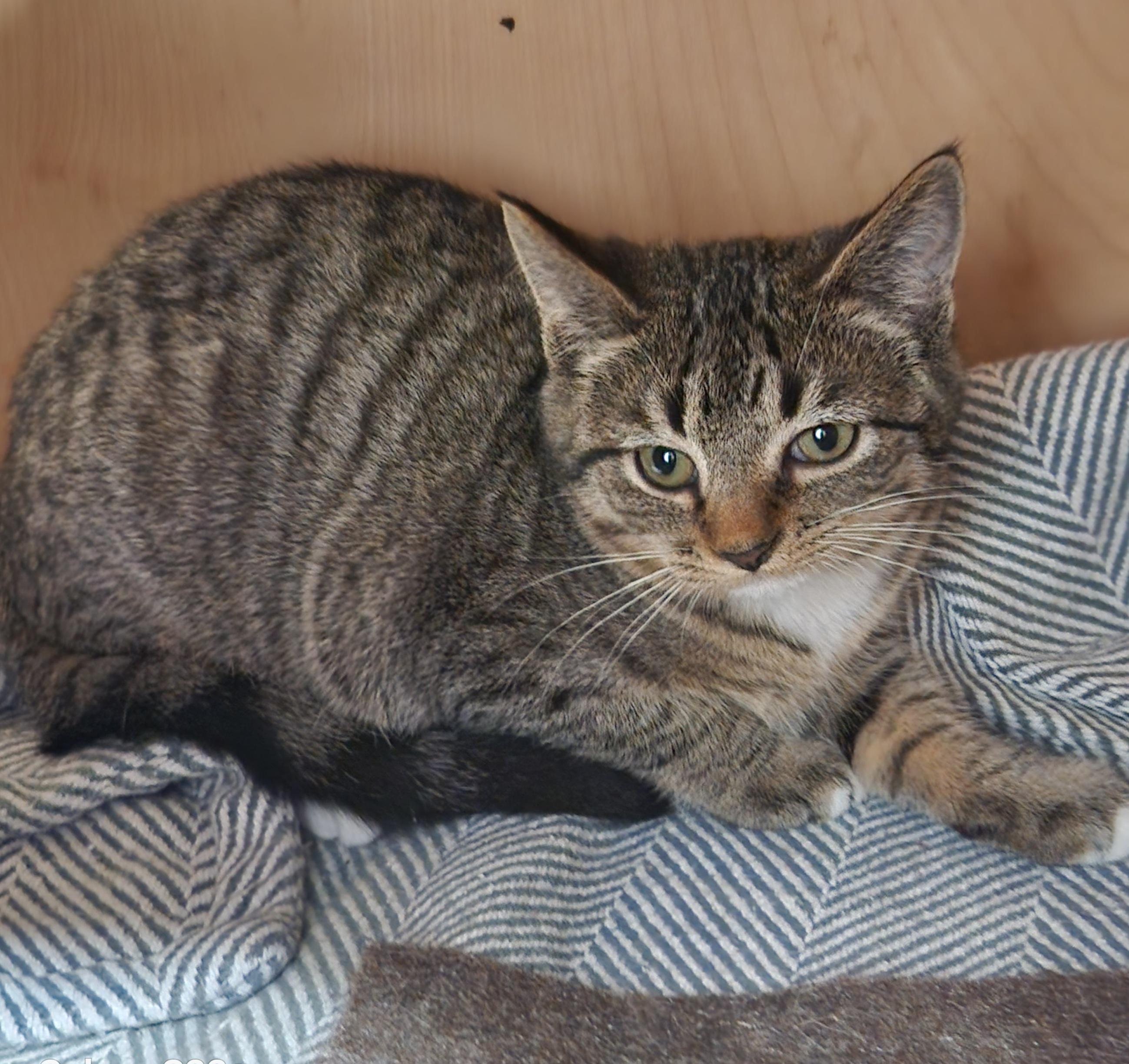 Napoleon, ADOPTABLE, Kitten Male Tabby.