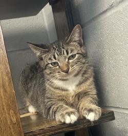 Napoleon, ADOPTABLE, Kitten Male Tabby.