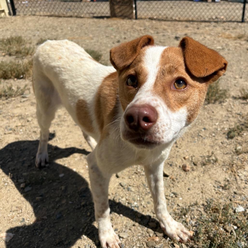 Avery, Adoptable, Young Female Dachshund & Mixed Breed.
