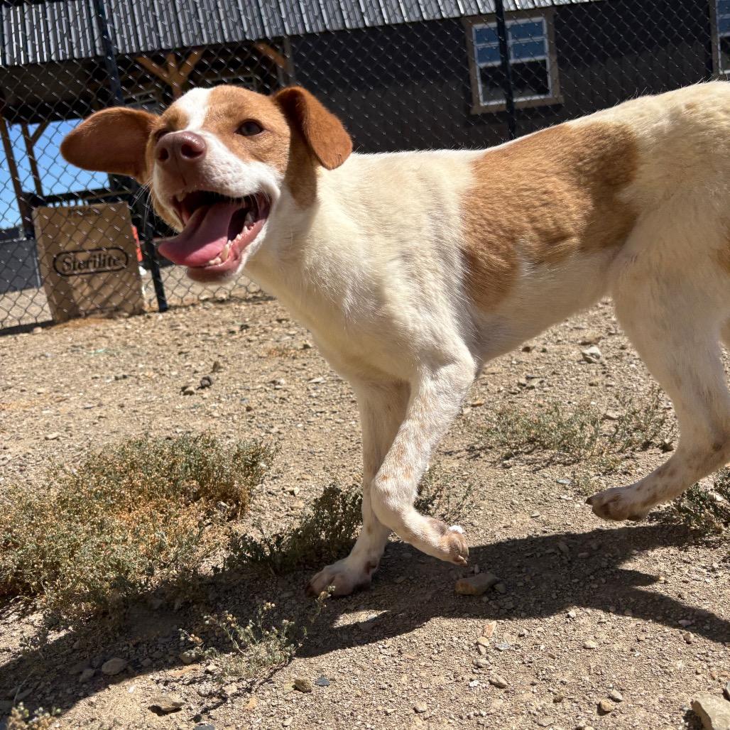 Avery, a Adoptable mixed breed in Ione, CA image 2/5