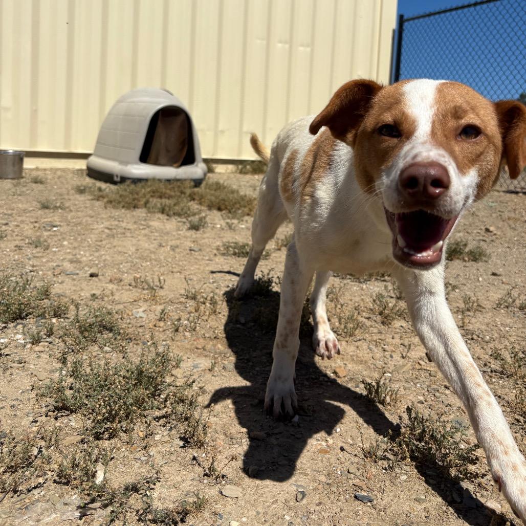 Avery, a Adoptable mixed breed in Ione, CA image 3/5