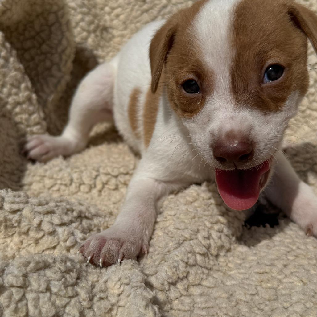 Avery, a Adoptable mixed breed in Ione, CA image 4/5