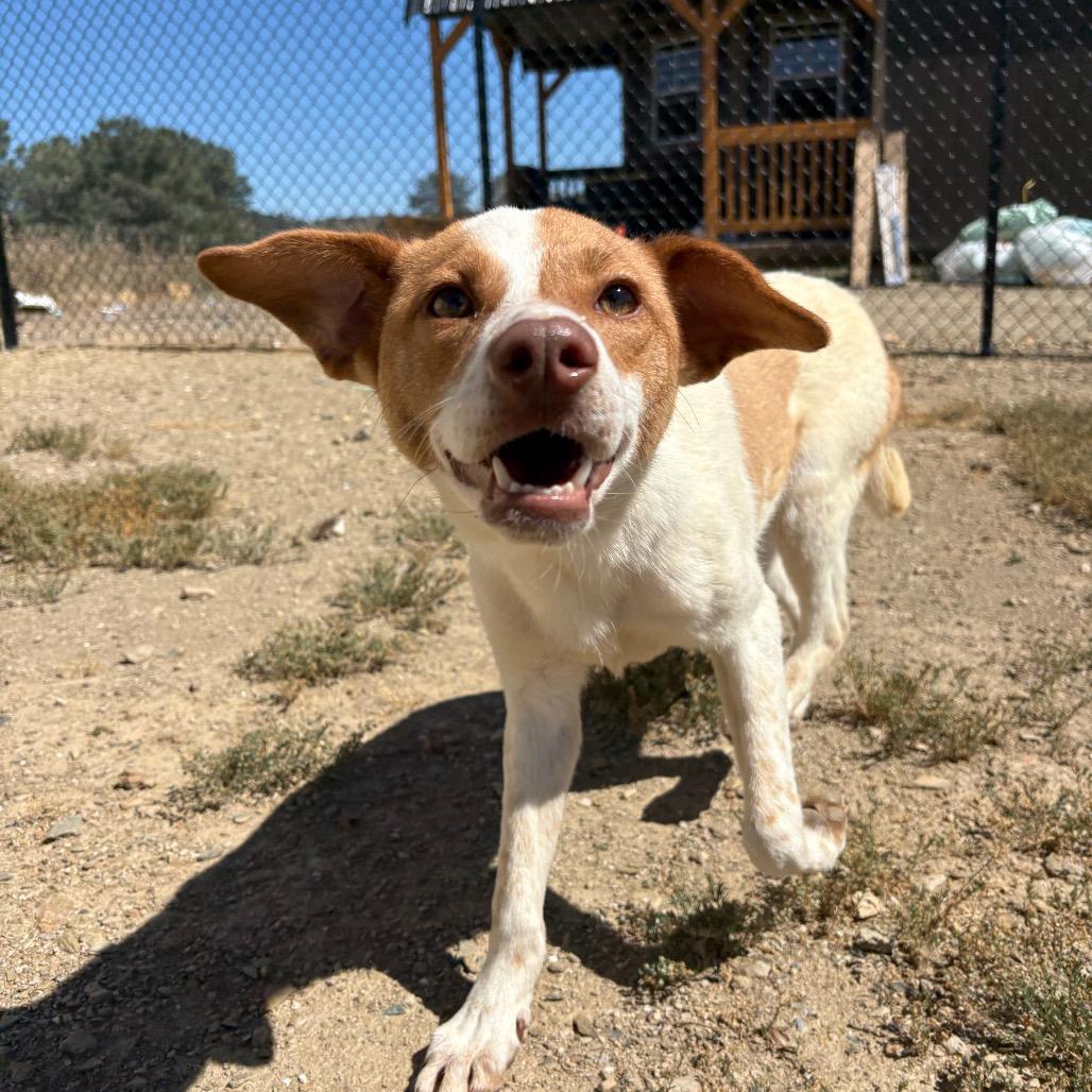 Avery, a Adoptable mixed breed in Ione, CA image 5/5