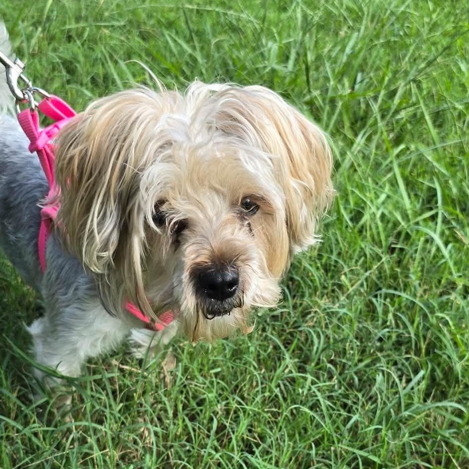 Enlarge Moxie, a Adopted Yorkie Poo in Matthews, NC image 1/1