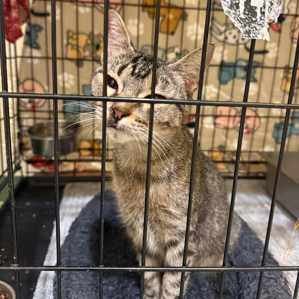 Monet, Adoptable, Young Female Domestic Short Hair.