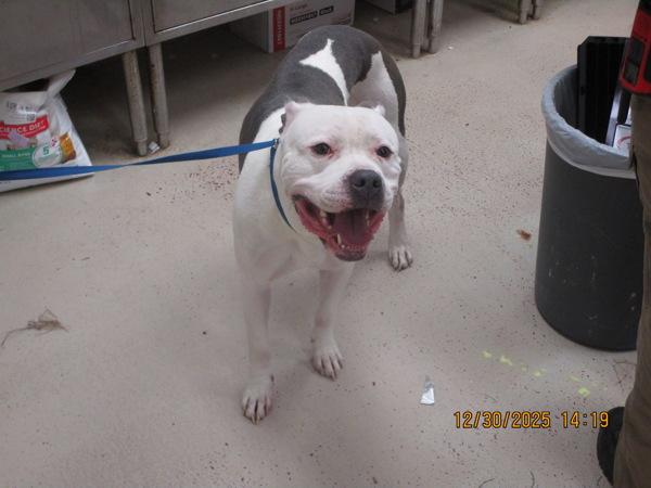 Enlarge Rocco (48), a Adoptable mixed breed in Marietta, GA image 1/1