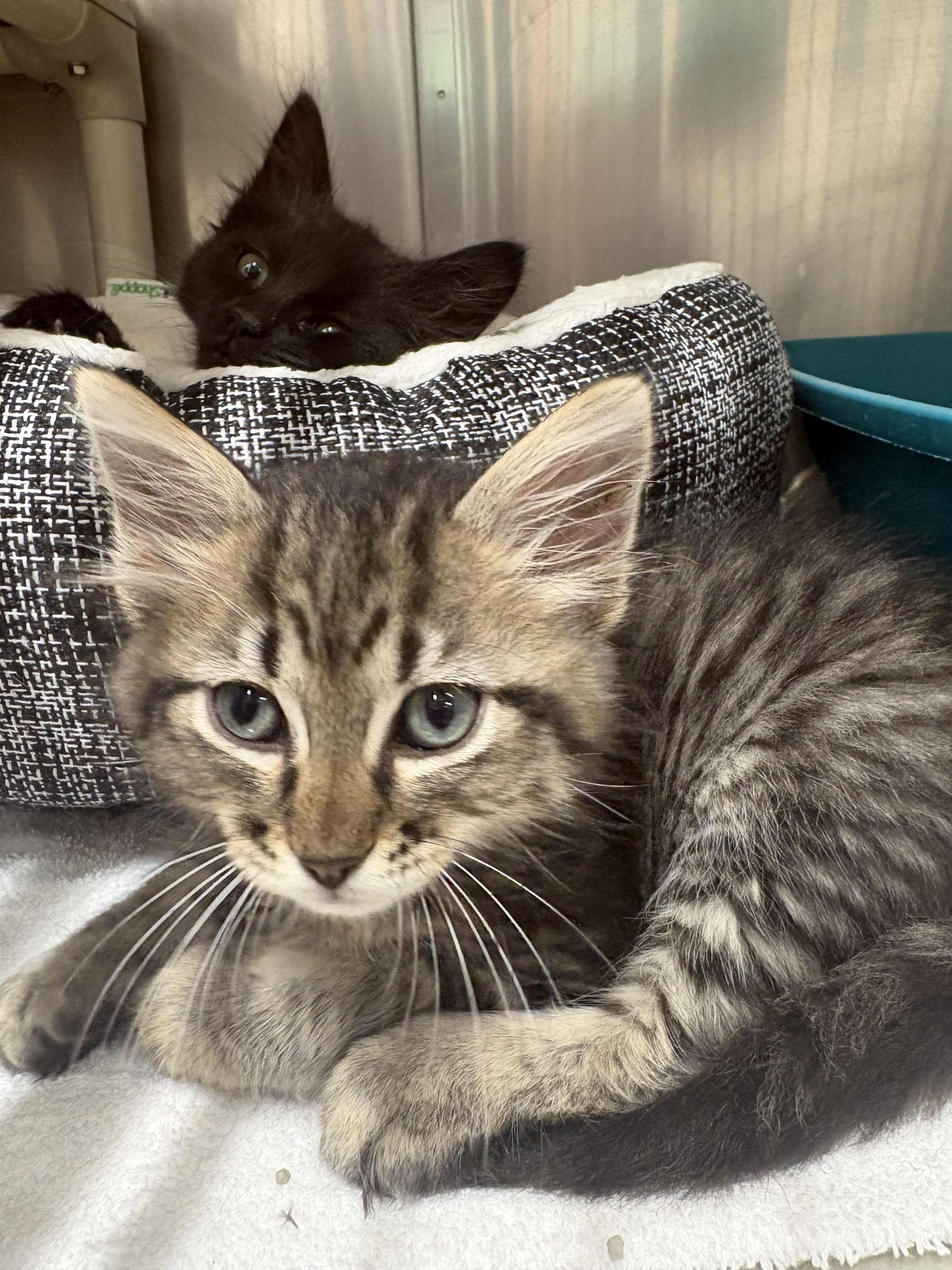 Enlarge Keeper, an adopted Domestic Short Hair in Saint Charles, MO image 1/1