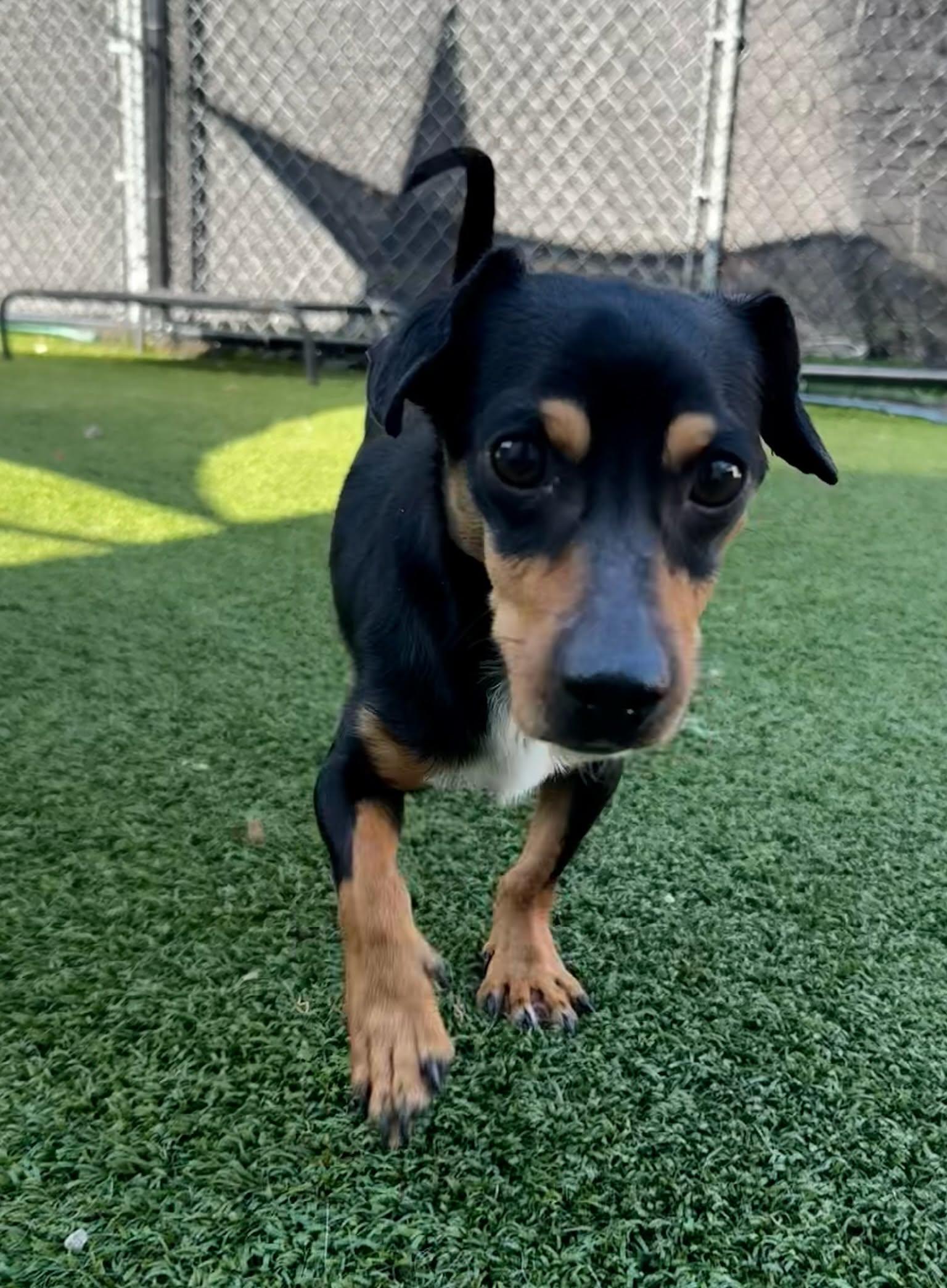 Yogi, ADOPTABLE, Adult Male Dachshund & Chihuahua.