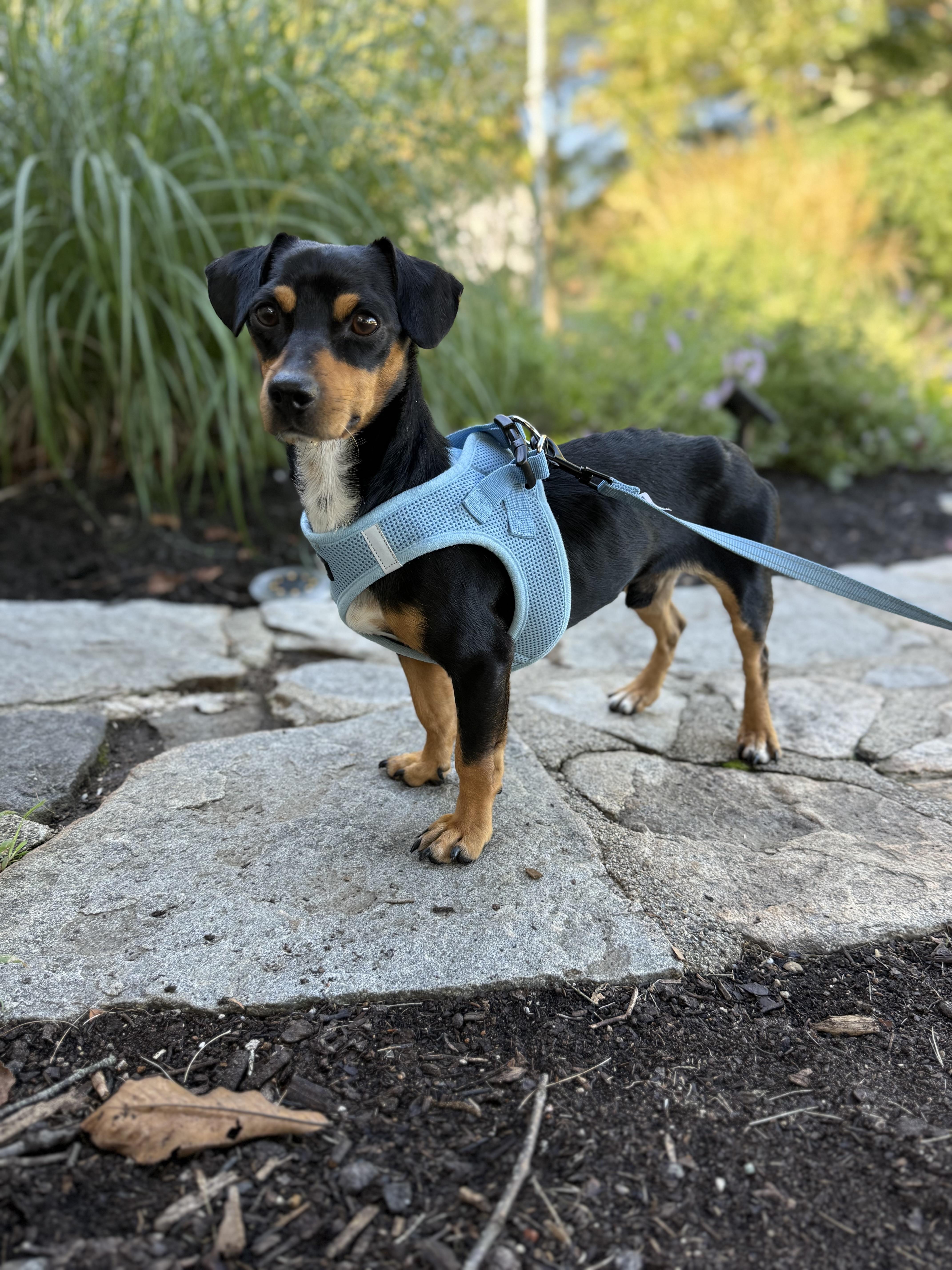 Yogi, ADOPTABLE, Adult Male Dachshund & Chihuahua.