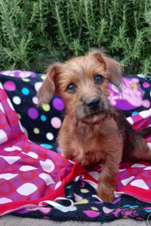 Wednesday, Adopted, Puppy Female Yorkshire Terrier.
