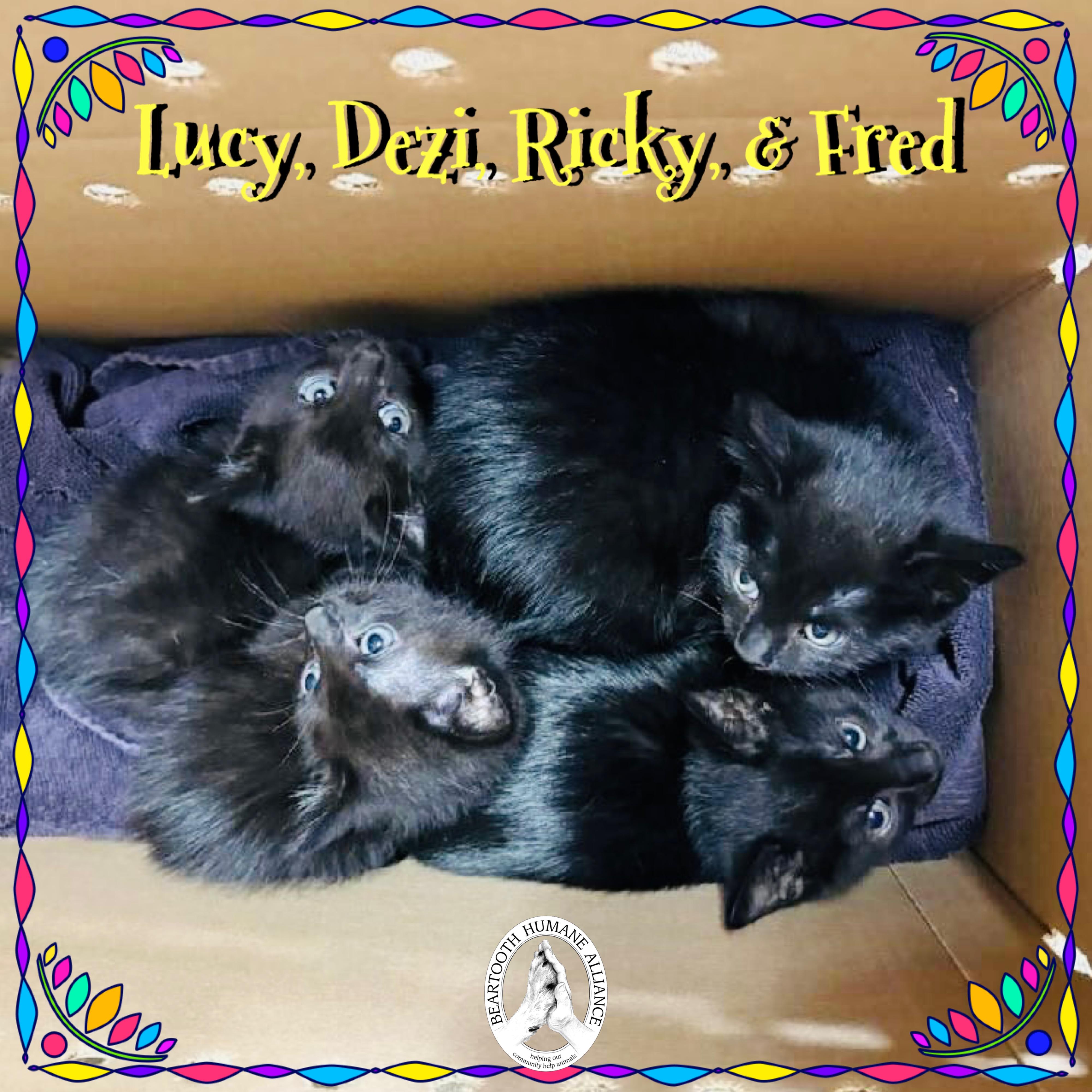 Lucy, Dezi, Ricky and Fred! Black Cat Love., an adoptable Domestic Short Hair in Red Lodge, MT, 59068 | Photo Image 1