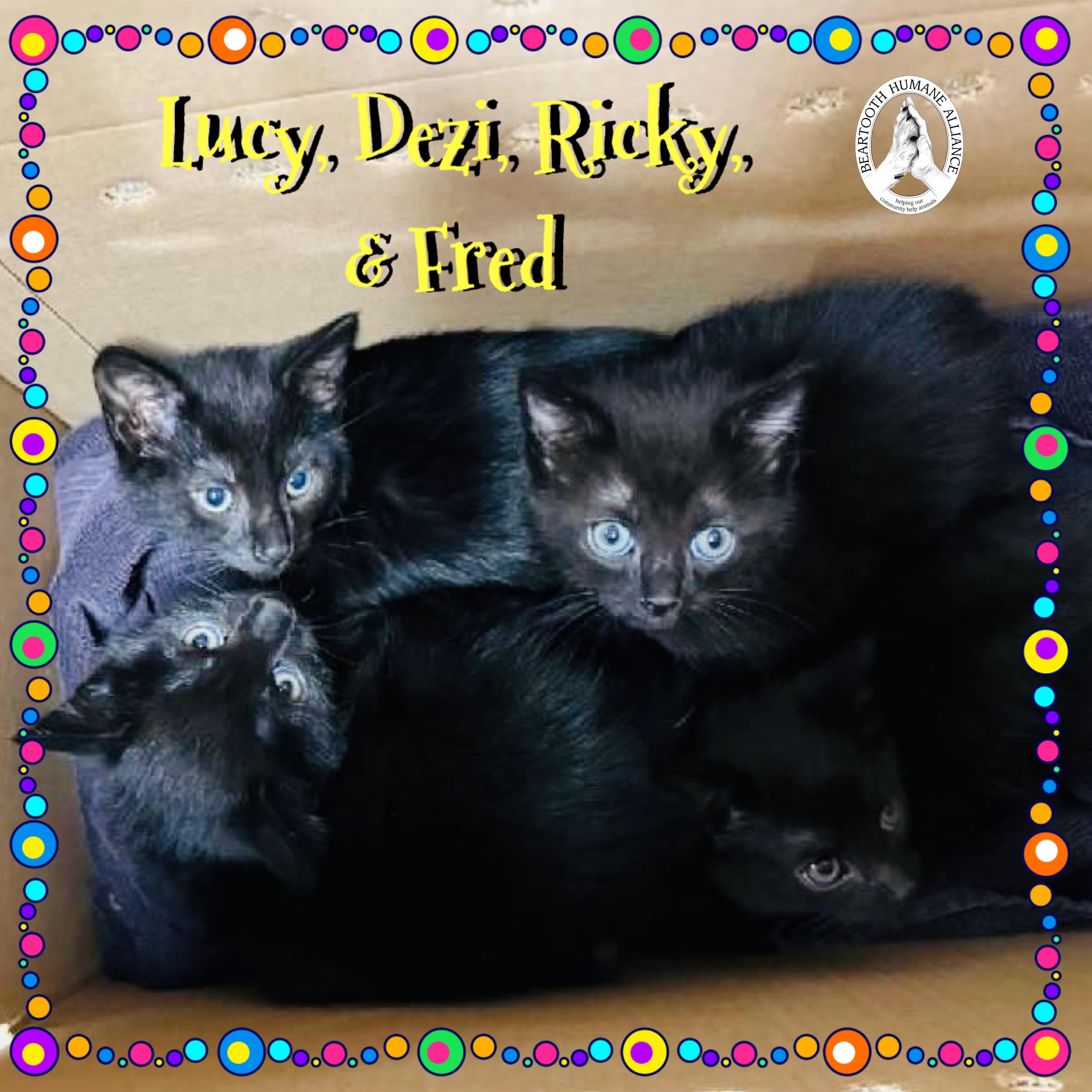 Lucy, Dezi, Ricky and Fred! Black Cat Love., an adoptable Domestic Short Hair in Red Lodge, MT, 59068 | Photo Image 2