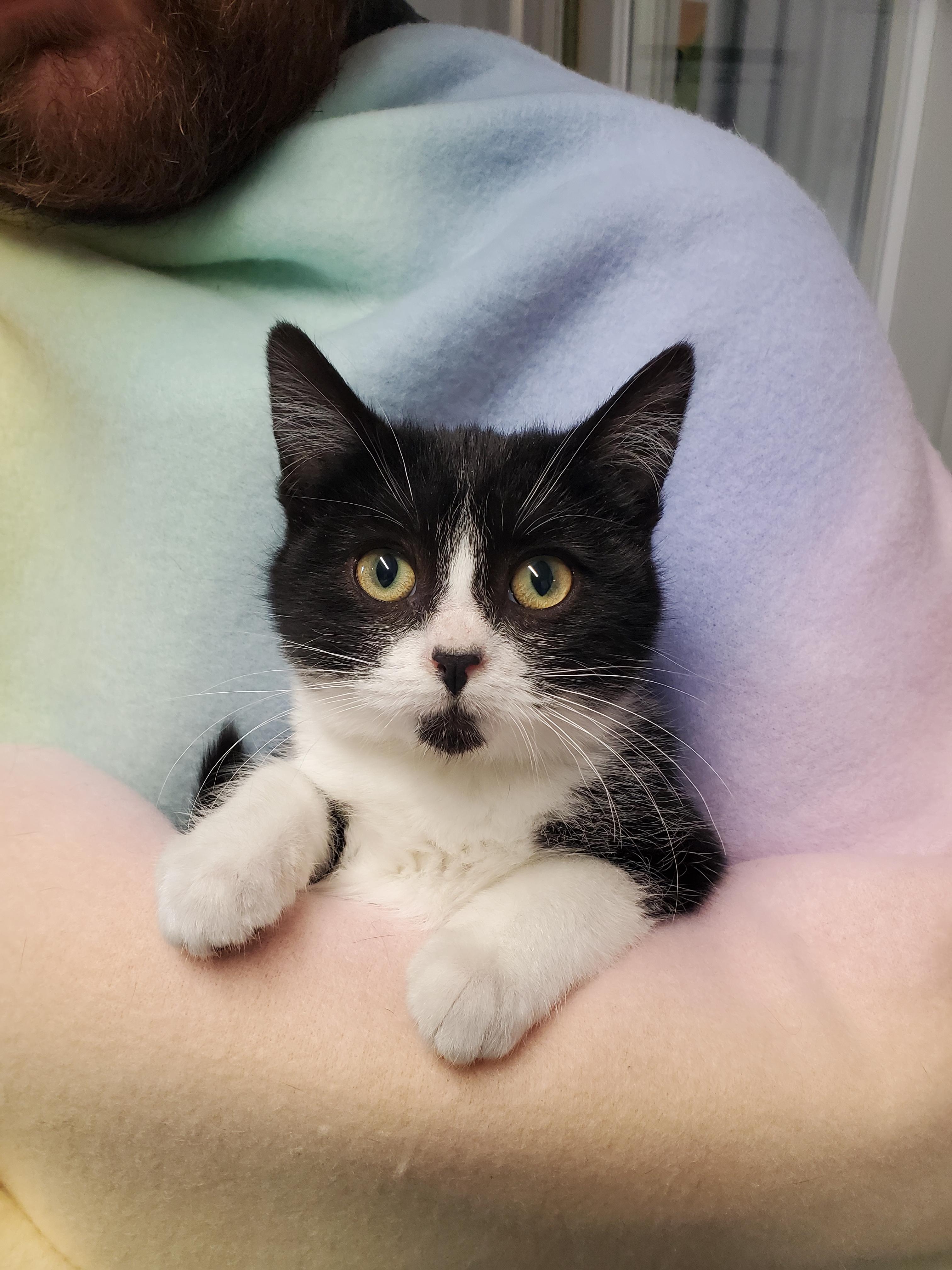 Miss Chunk, adopted, Young Female Domestic Short Hair.