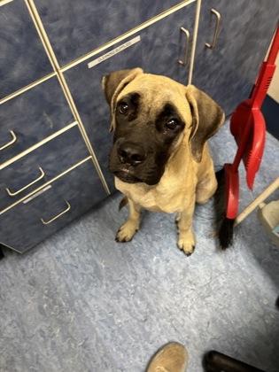 Enlarge Eris, an adopted mixed breed in Charleston, SC image 1/1