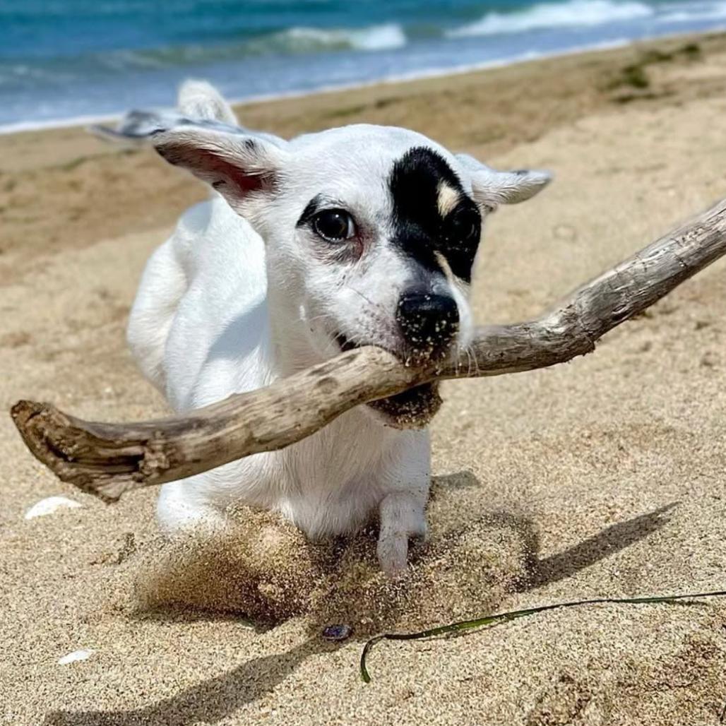 Princess Leia, Adoptable, Adult Female Jack Russell Terrier & Rat Terrier.