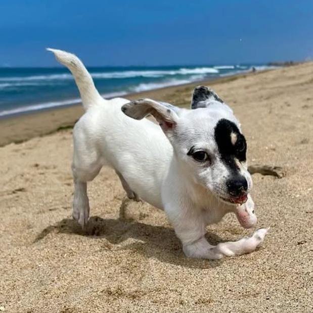 Enlarge Princess Leia, a Adoptable mixed breed in Apple Valley, CA image 2/5