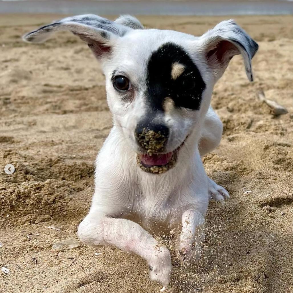 Enlarge Princess Leia, a Adoptable mixed breed in Apple Valley, CA image 4/5