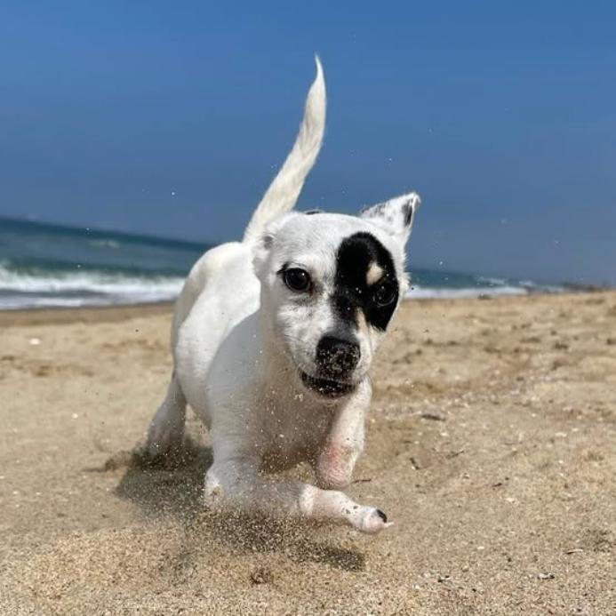 Enlarge Princess Leia, a Adoptable mixed breed in Apple Valley, CA image 5/5