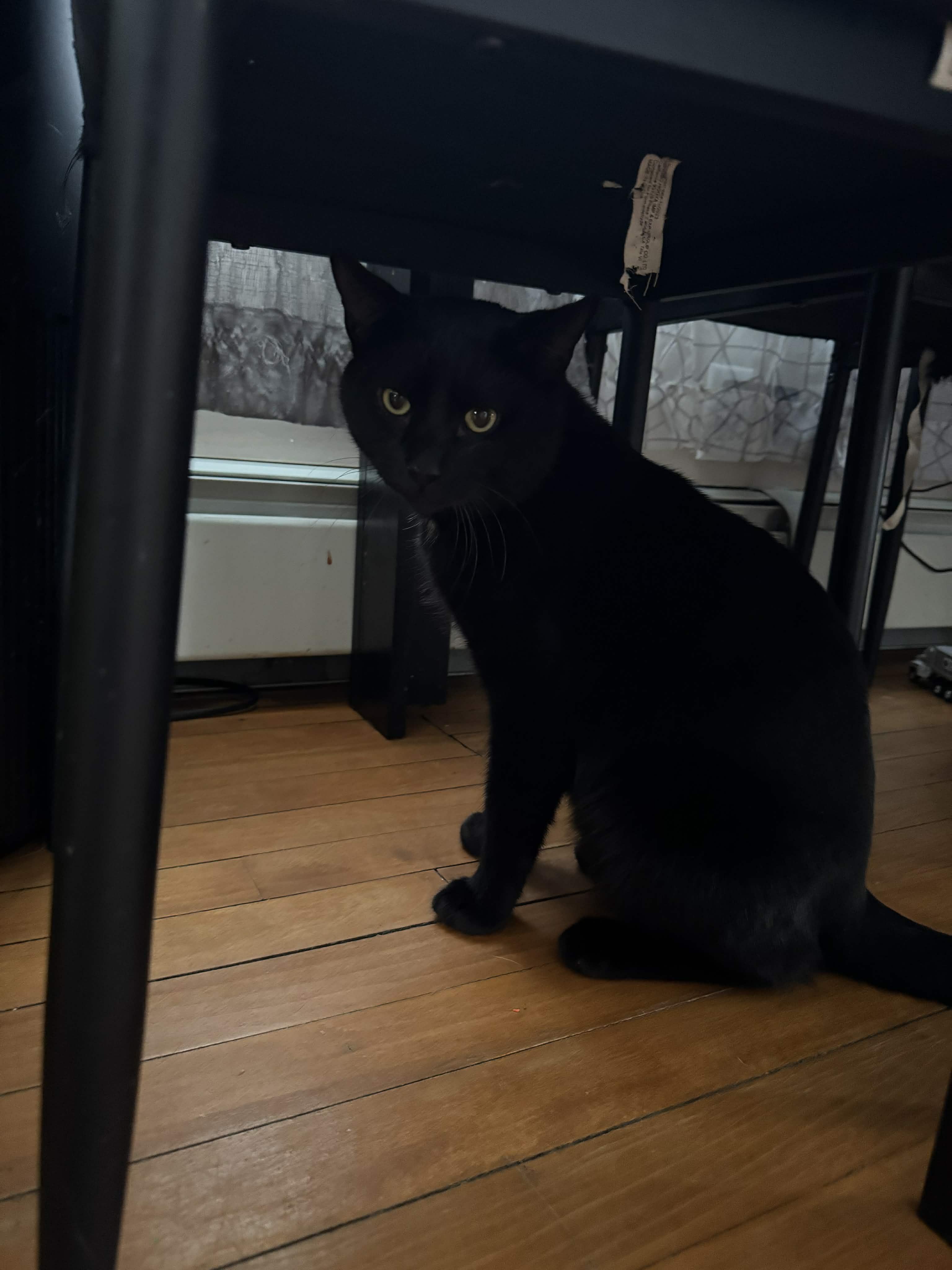 Enlarge Pancake, a ADOPTABLE mixed breed in Chelsea, VT image 1/2