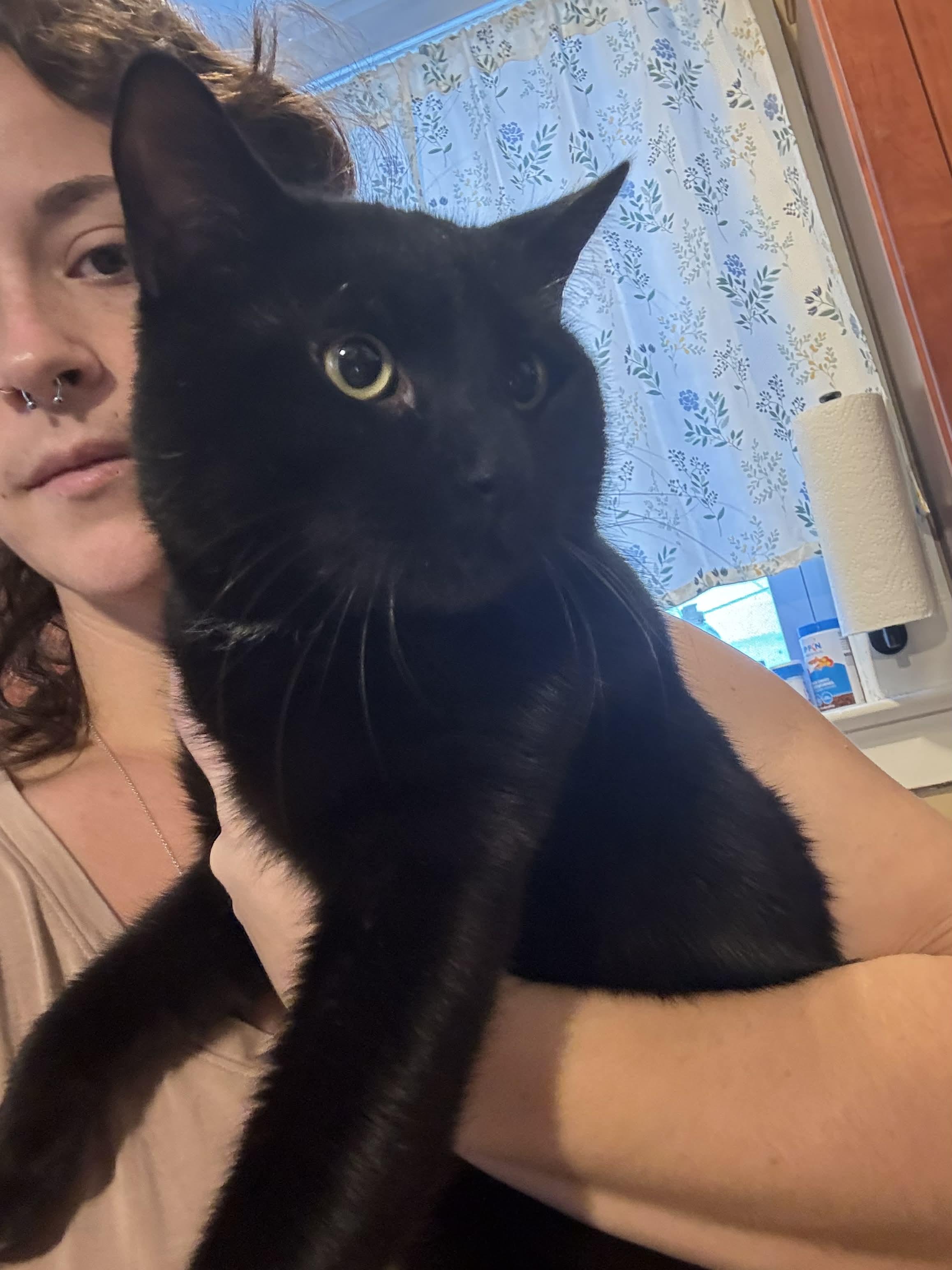 Enlarge Pancake, a ADOPTABLE mixed breed in Chelsea, VT image 2/2