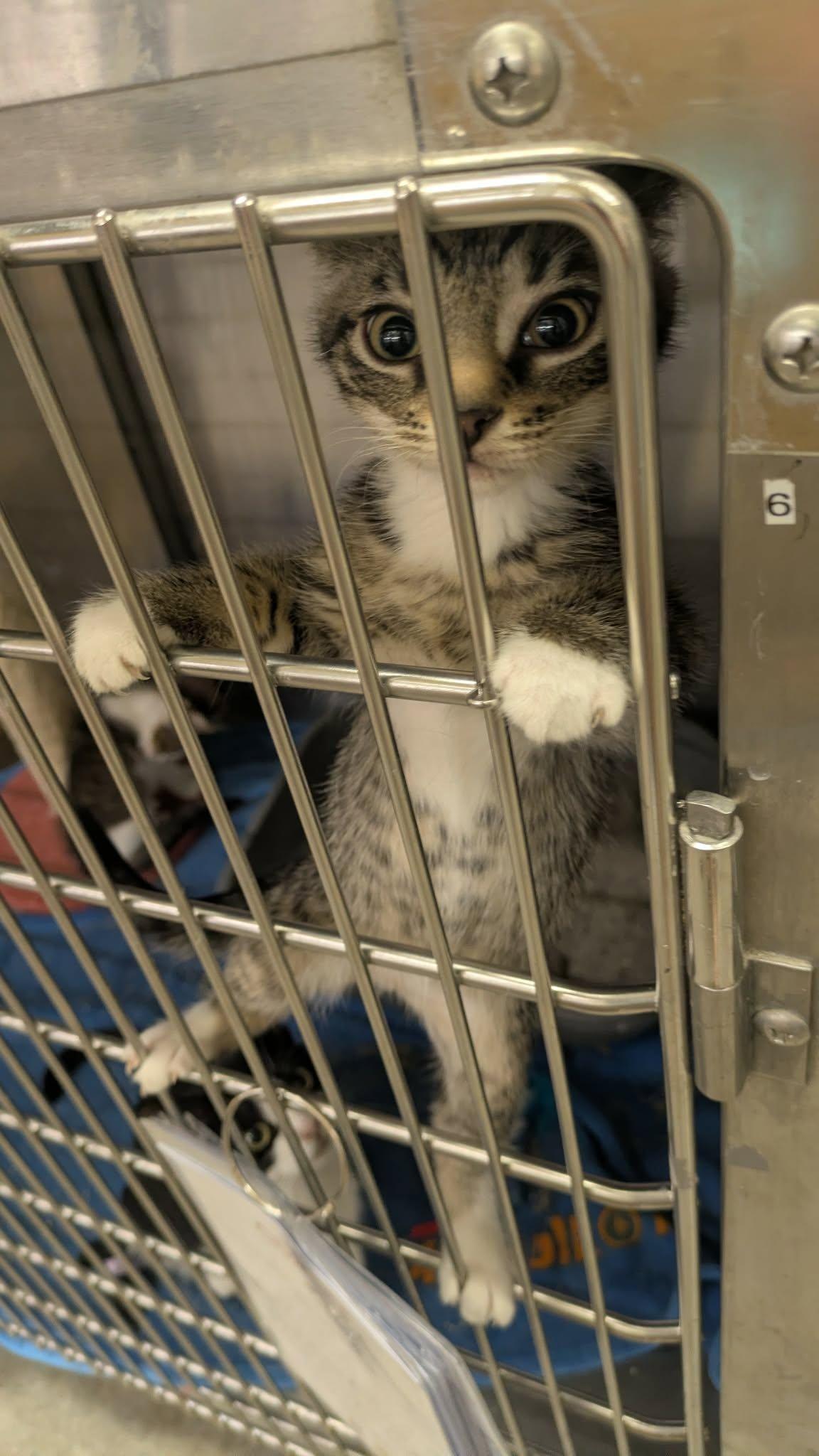 Lush Life, Adoptable, Kitten Male Domestic Short Hair.