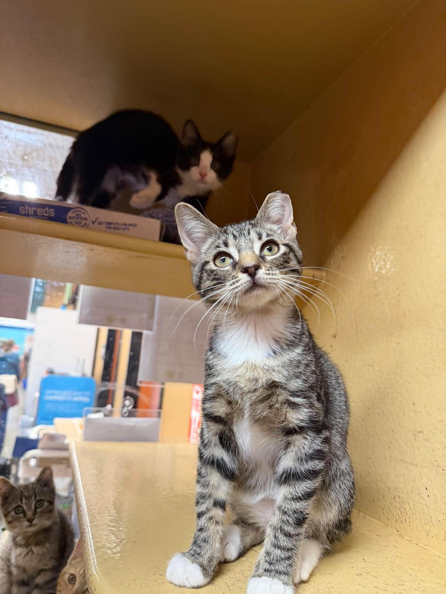 Enlarge Lush Life, a Adoptable Domestic Short Hair in Maple Heights, OH image 2/3
