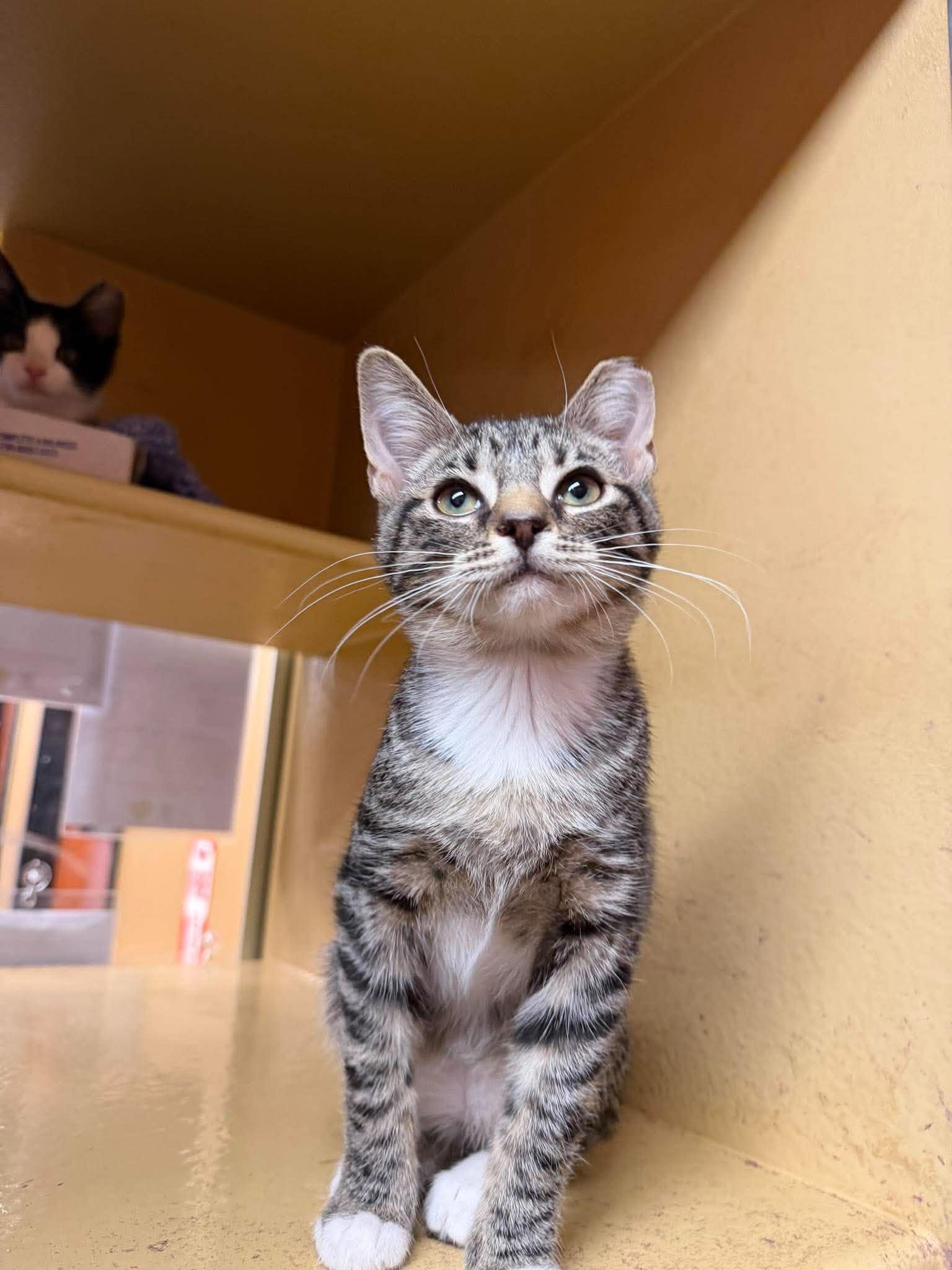 Enlarge Lush Life, a Adoptable Domestic Short Hair in Maple Heights, OH image 3/3