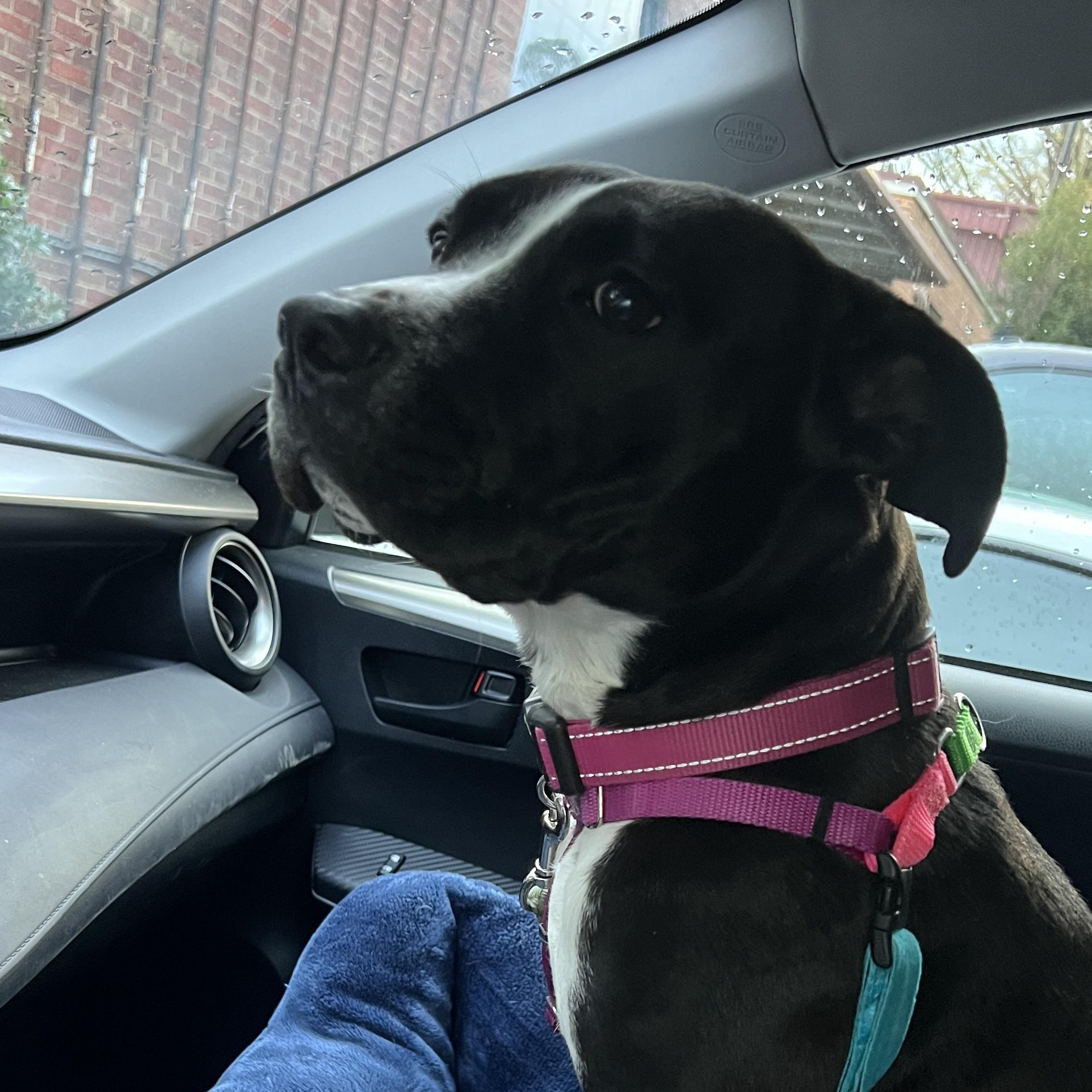 Enlarge Kota, a ADOPTABLE mixed breed in Charlotte, NC image 4/5