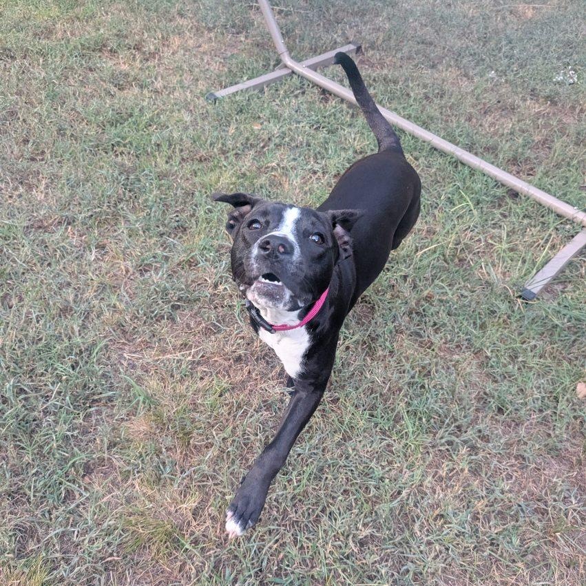 Kota, ADOPTABLE, Young Female Boxer & Black Labrador Retriever.