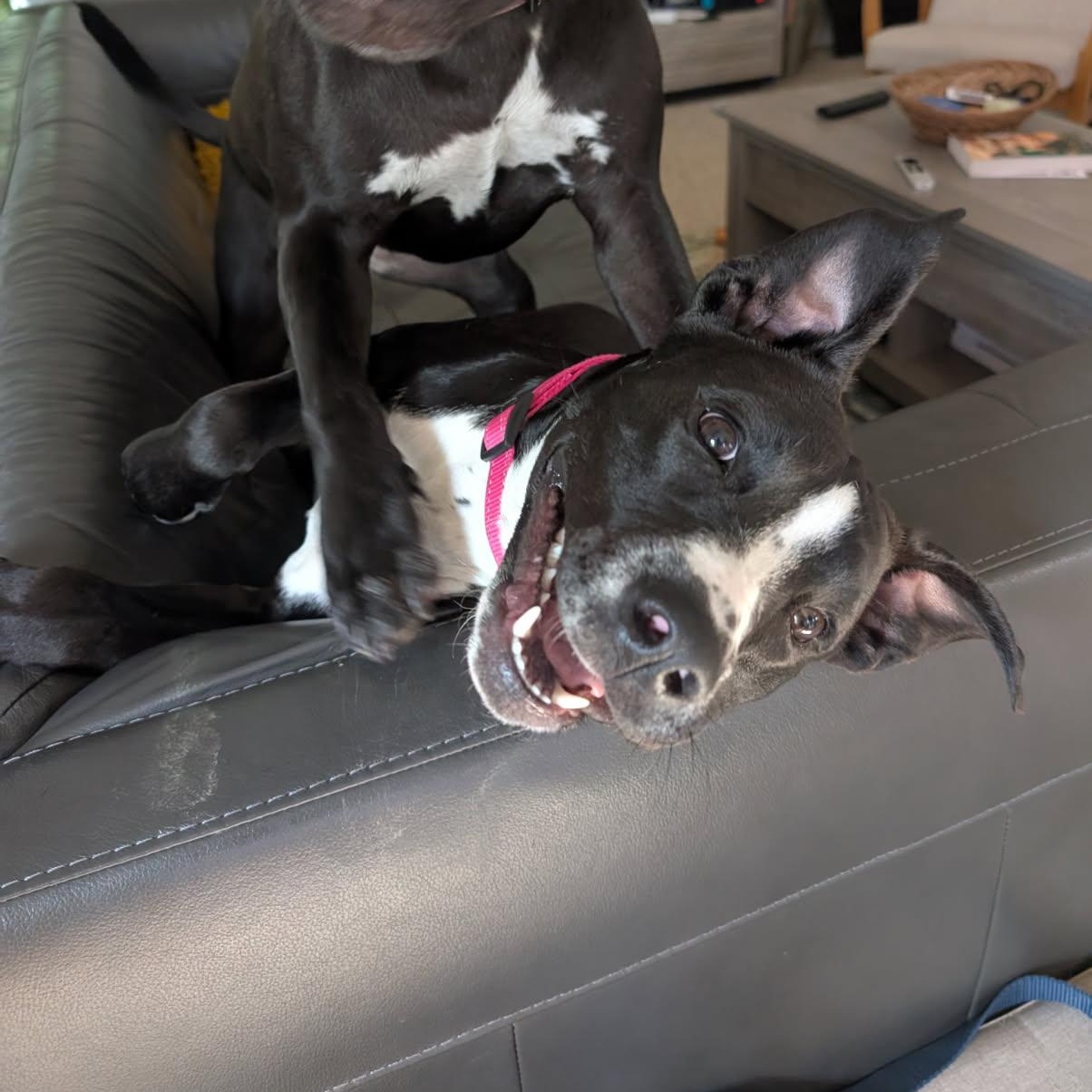 Enlarge Kota, a ADOPTABLE mixed breed in Charlotte, NC image 2/5