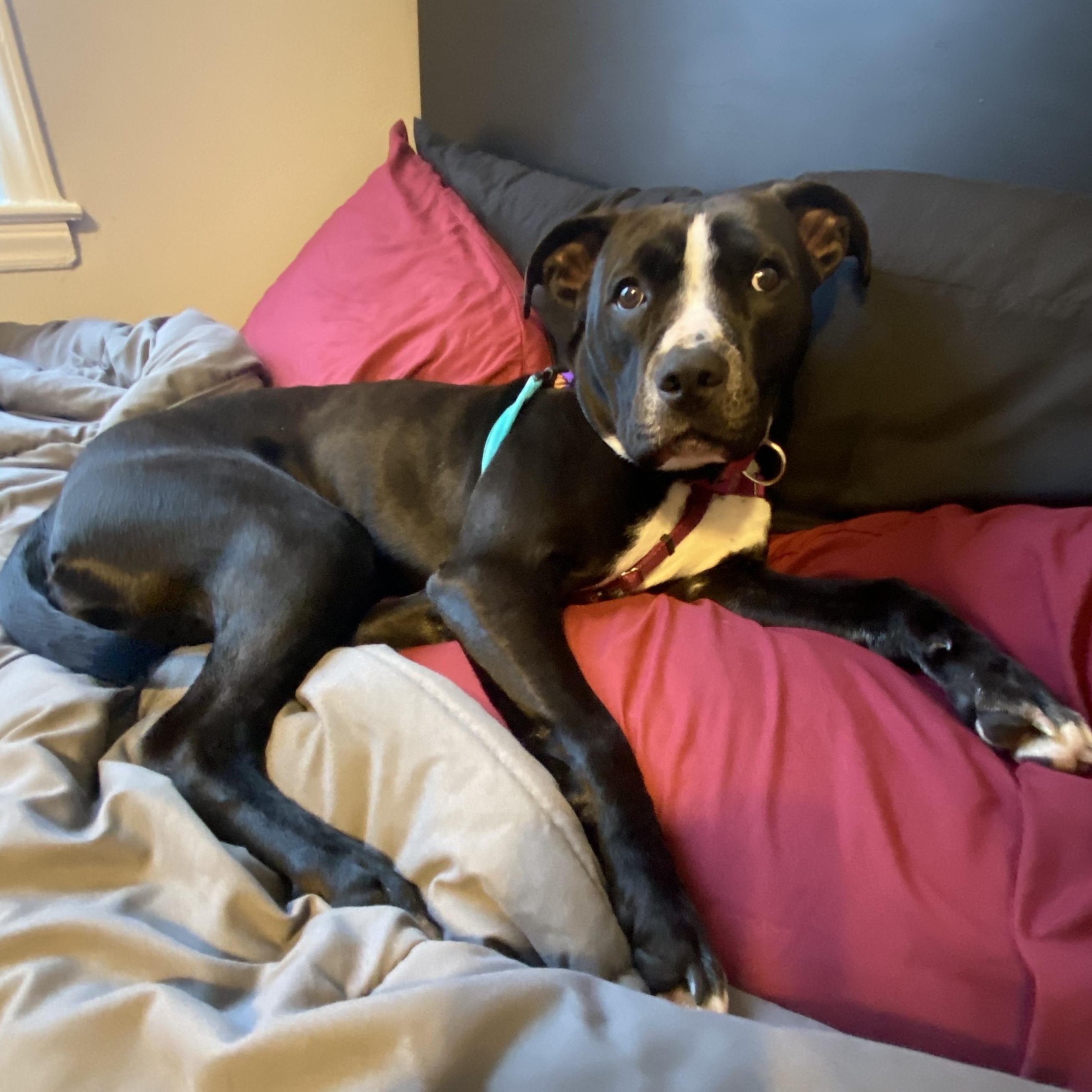 Enlarge Kota, a ADOPTABLE mixed breed in Charlotte, NC image 5/5