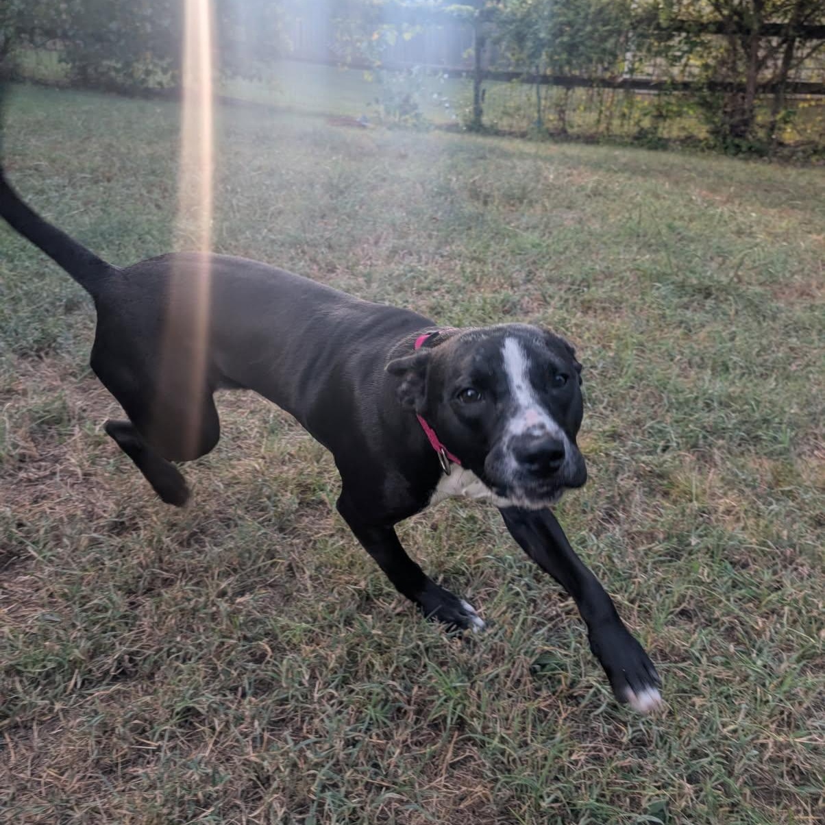 Enlarge Kota, a ADOPTABLE mixed breed in Charlotte, NC image 3/5