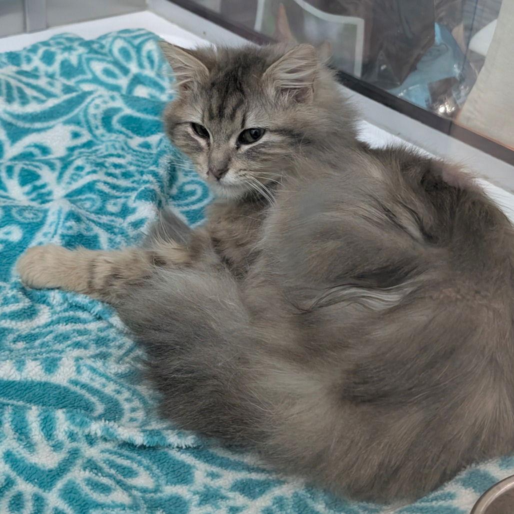 BUTTER BEAN, Adopted, Young Female Domestic Long Hair.