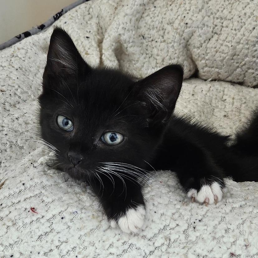 Enlarge Livia, a Adoptable Domestic Short Hair in Baltimore, MD image 1/1