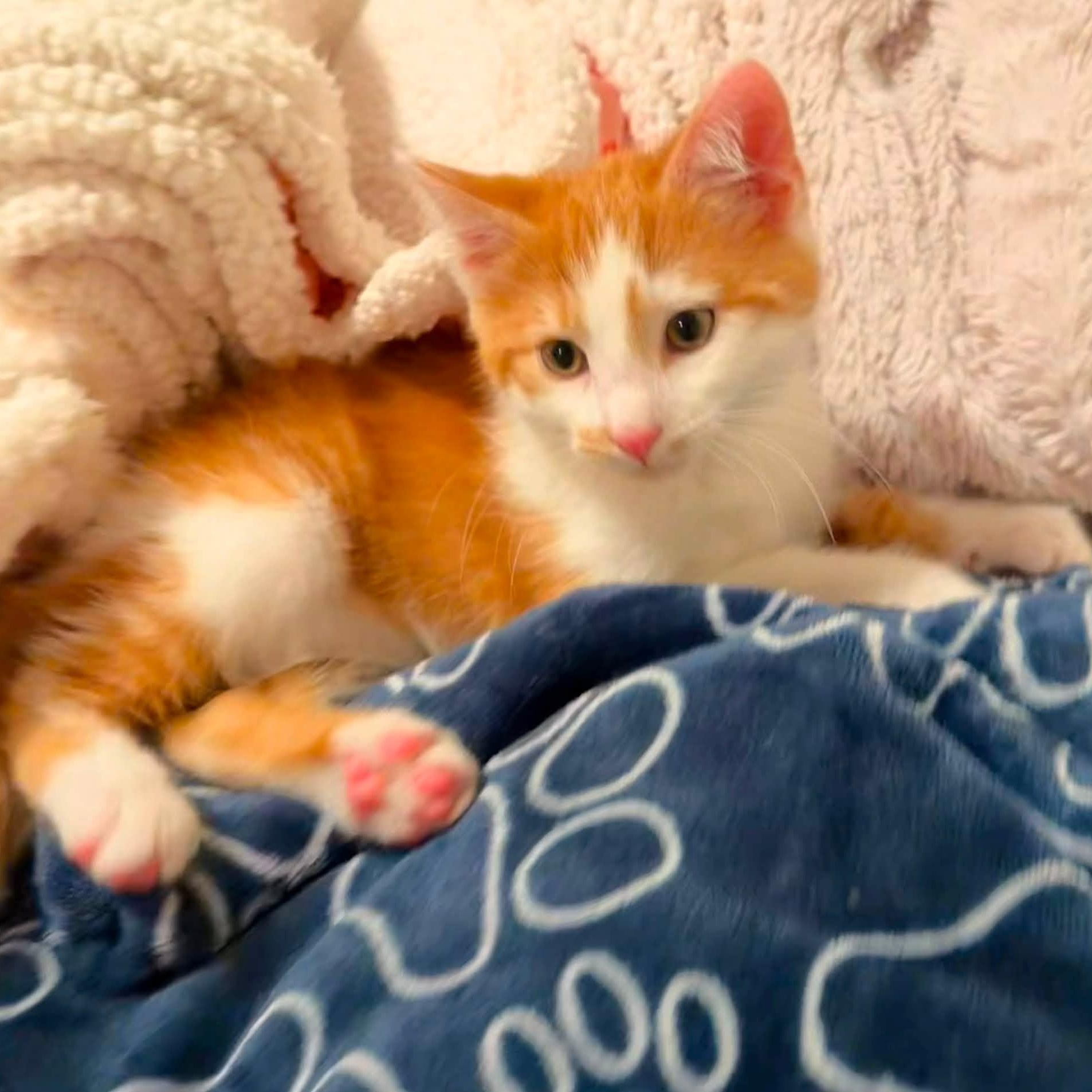 Kangaroo, ADOPTABLE, Kitten Male Domestic Short Hair.