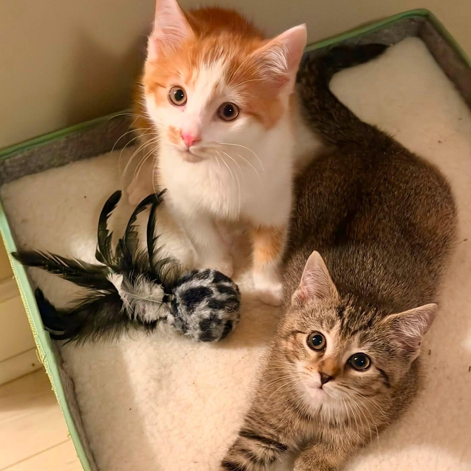 Kangaroo, a ADOPTABLE Domestic Short Hair in Roanoke, VA image 2/2