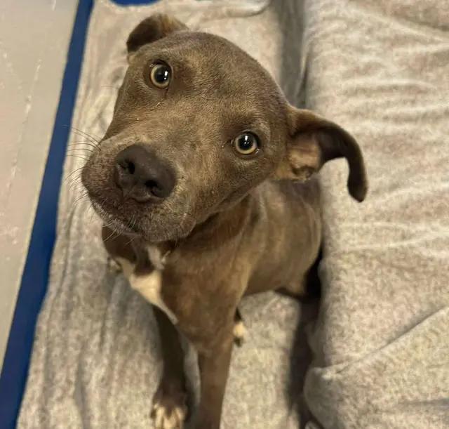 Shadow, ADOPTABLE, Young Male American Staffordshire Terrier.