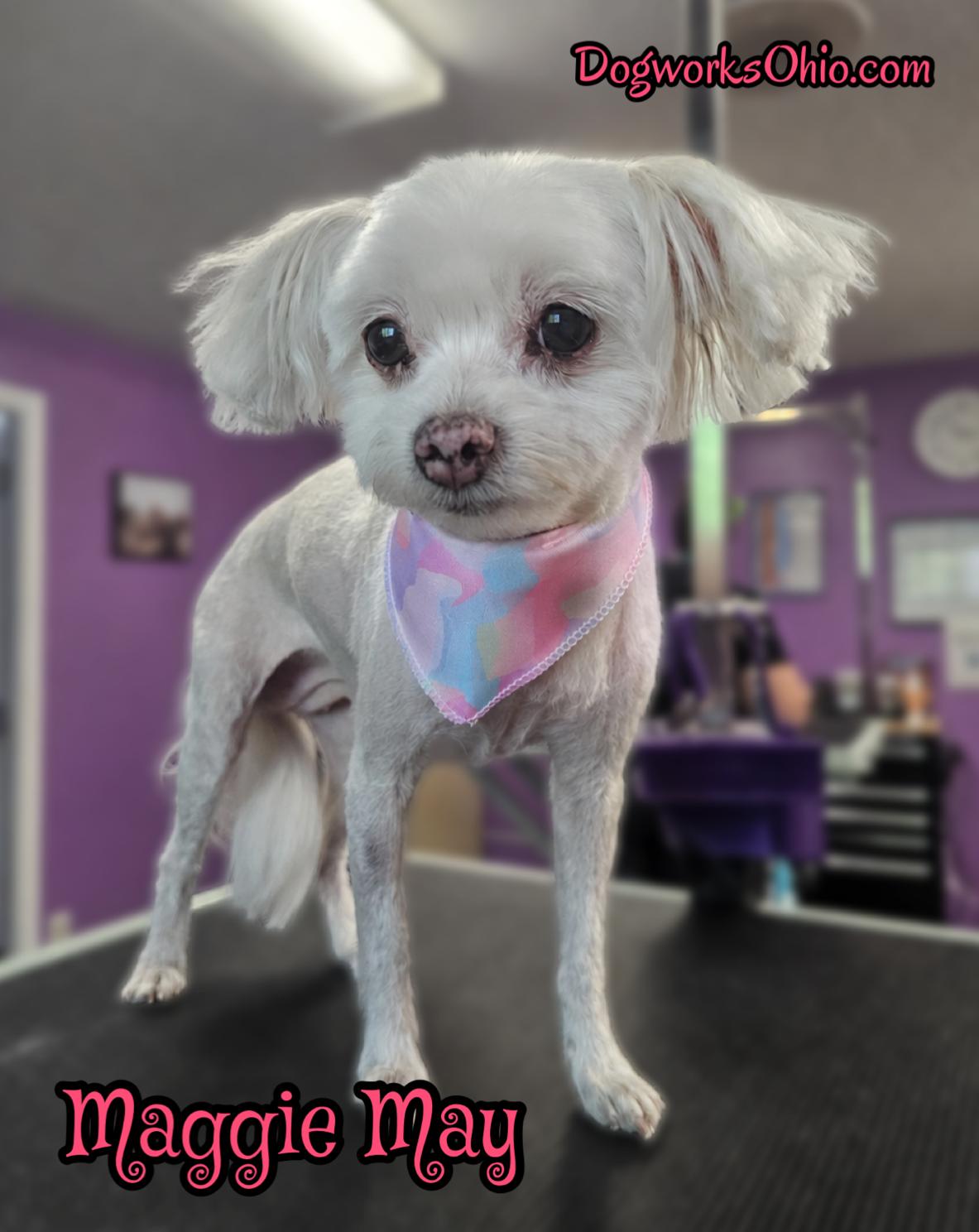 Enlarge Maggie May, a Adoptable Maltese in Toledo, OH image 1/1