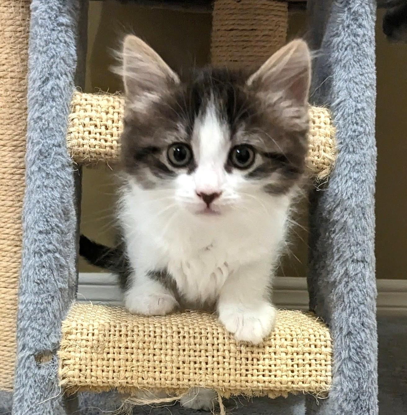 Enlarge Smooch - Valentine Day Kitten, an adopted Tabby in Stoney Creek, ON image 3/4