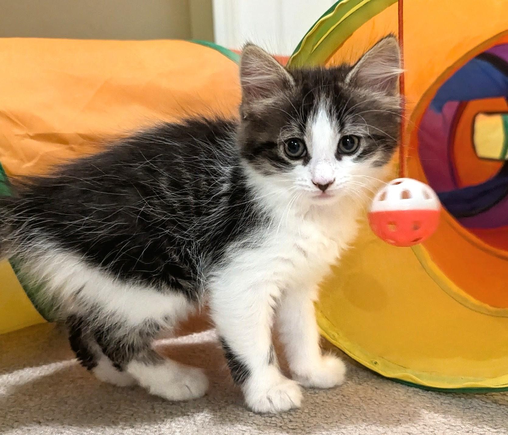 Enlarge Smooch - Valentine Day Kitten, an adopted Tabby in Stoney Creek, ON image 2/4