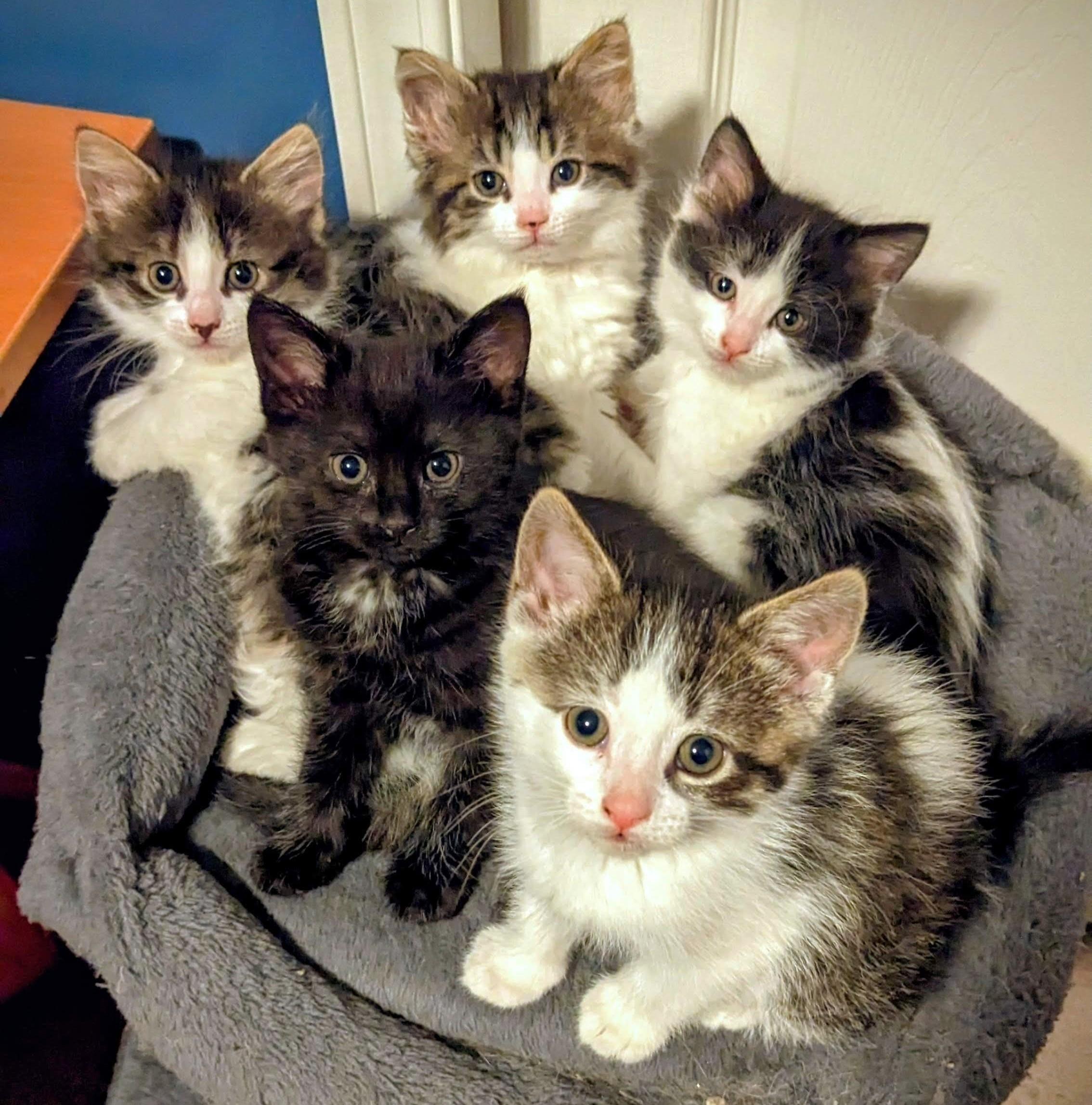 Enlarge Smooch - Valentine Day Kitten, an adopted Tabby in Stoney Creek, ON image 4/4