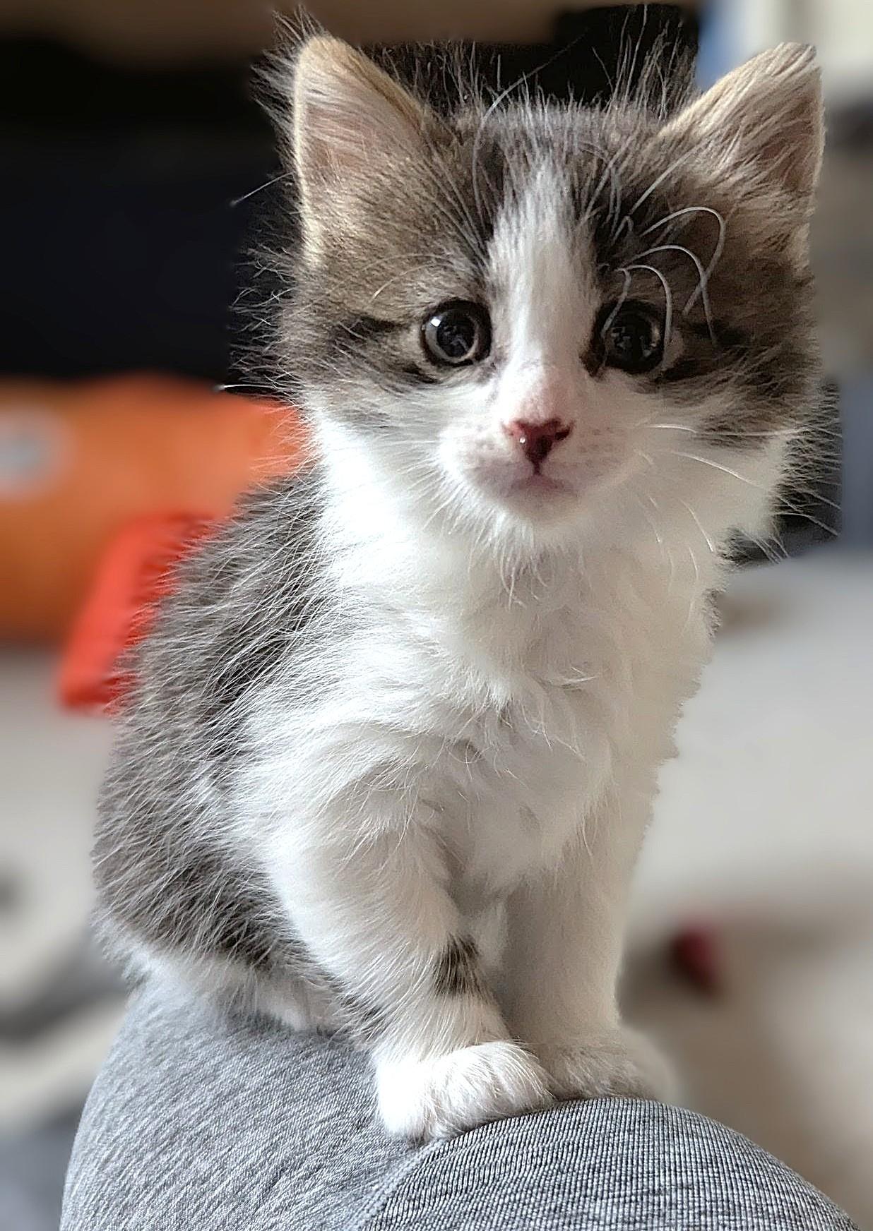 Smooch - Valentine Day Kitten, adopted, Kitten Female Tabby.
