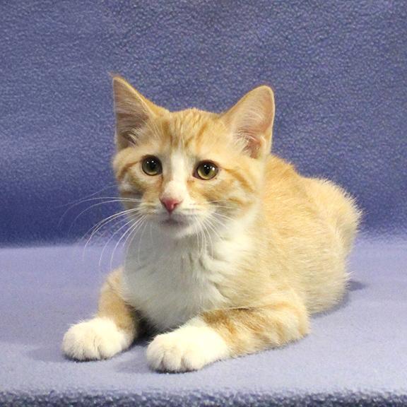Steve, Adoptable, Kitten Male Domestic Short Hair.