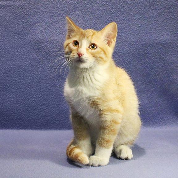 Enlarge Steve, a Adoptable Domestic Short Hair in Overland Park, KS image 2/3