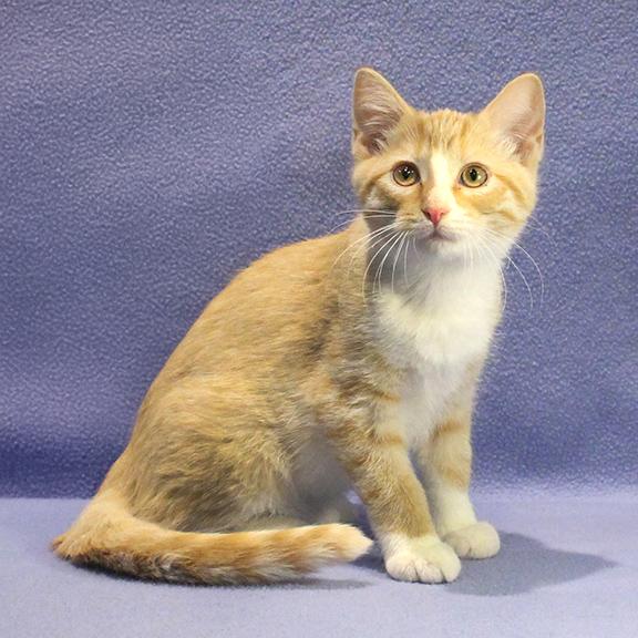 Enlarge Steve, a Adoptable Domestic Short Hair in Overland Park, KS image 3/3