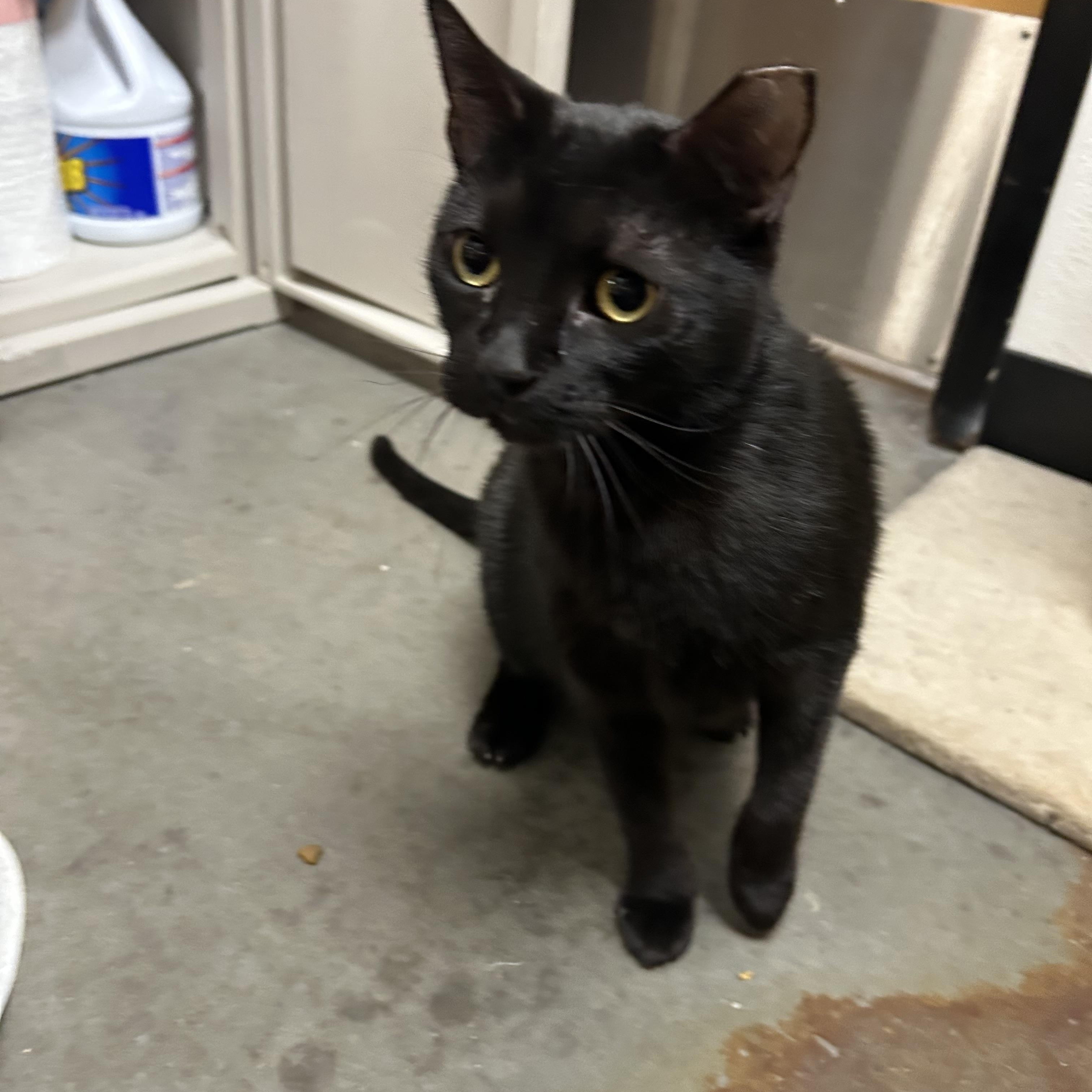 Enlarge Bonita, an adopted Domestic Short Hair in Chandler, AZ image 3/4