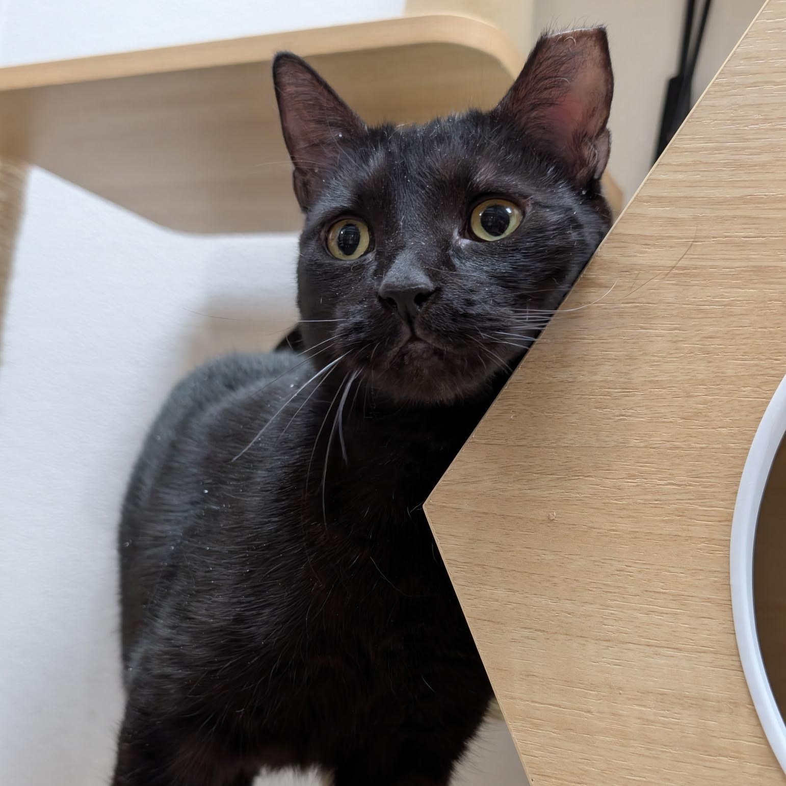 Enlarge Bonita, an adopted Domestic Short Hair in Chandler, AZ image 2/4