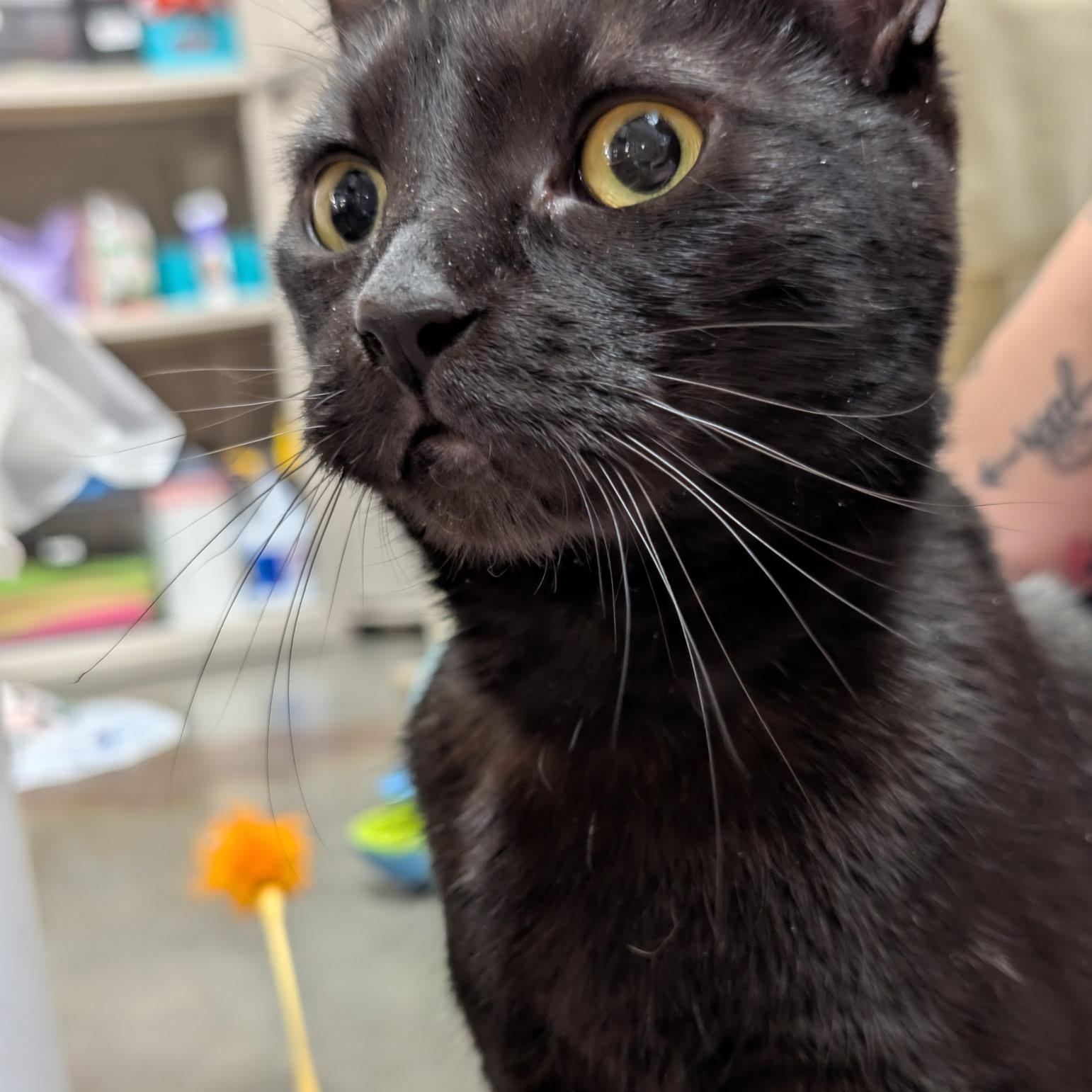 Enlarge Bonita, an adopted Domestic Short Hair in Chandler, AZ image 4/4