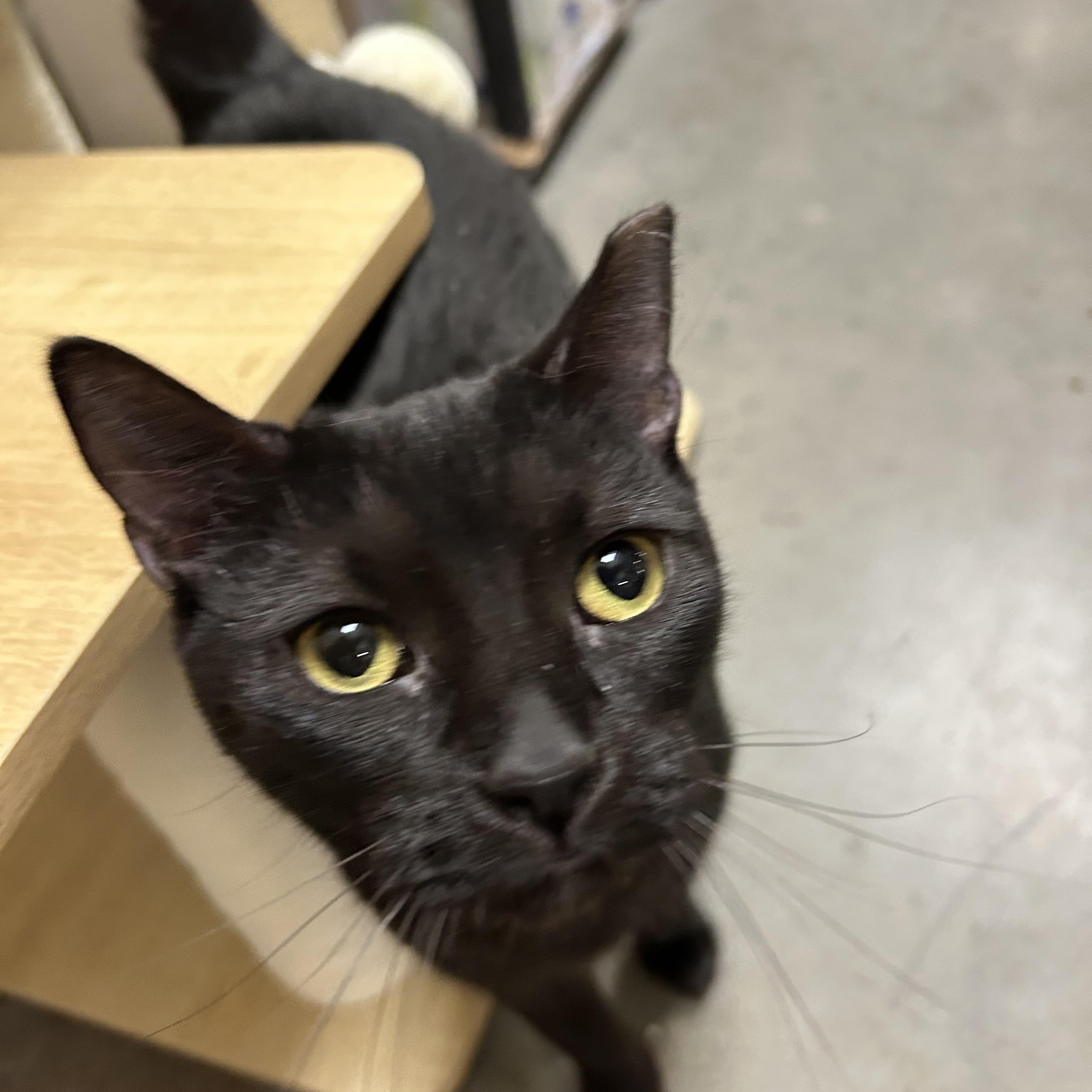 Enlarge Bonita, an adopted Domestic Short Hair in Chandler, AZ image 1/4